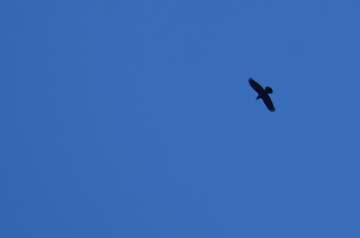 Common Raven - ML642504211
