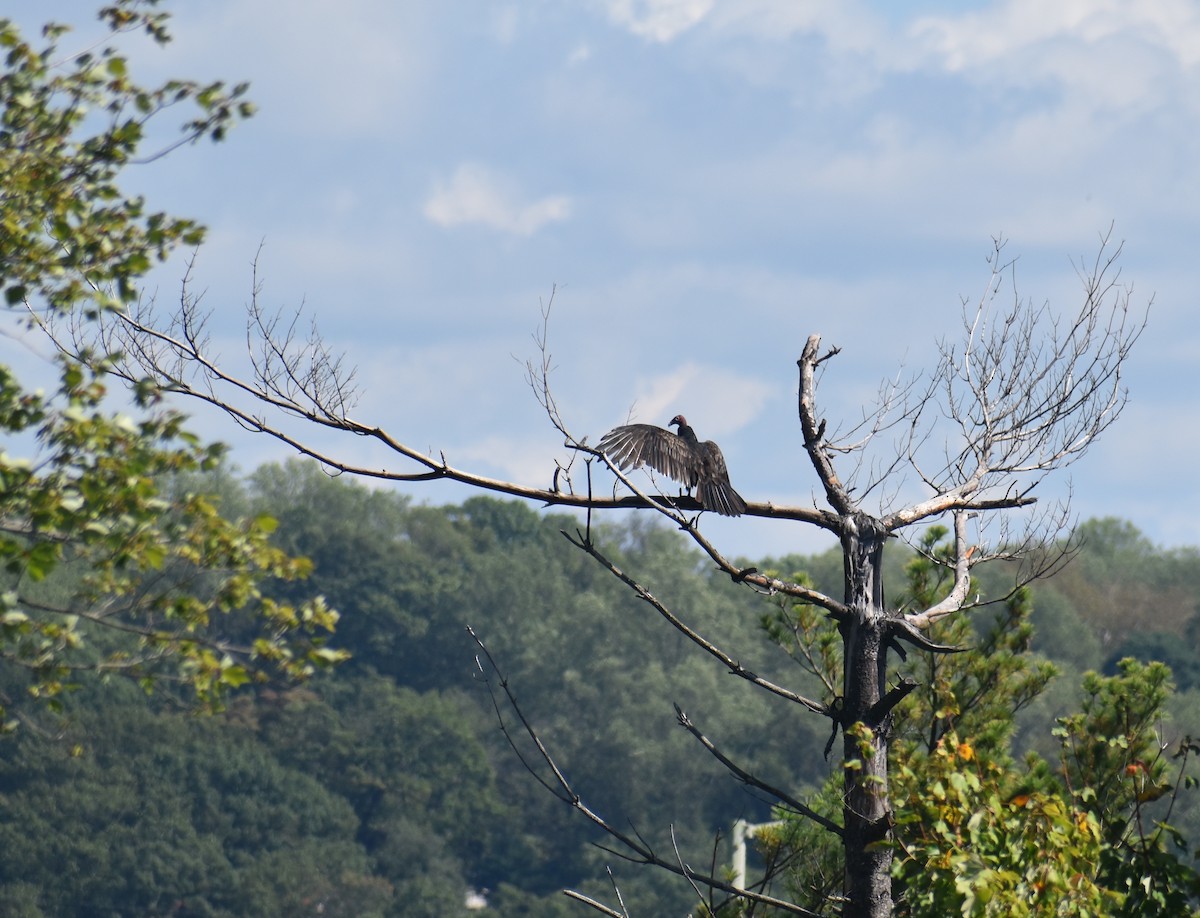 Turkey Vulture - ML642504214