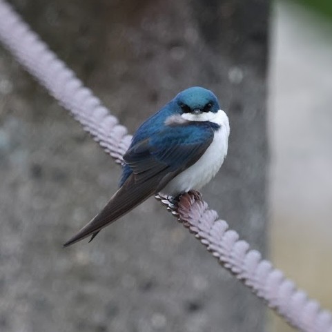 Tree Swallow - ML642504215