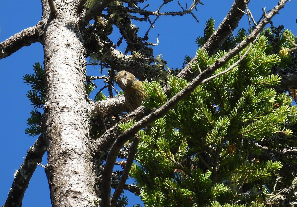Red Crossbill (Northeastern or type 12) - ML642504216