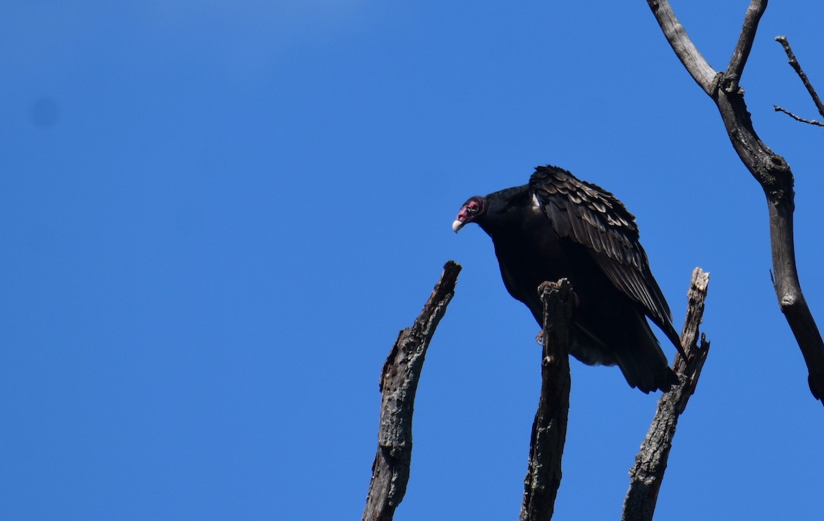 Turkey Vulture - ML642504223