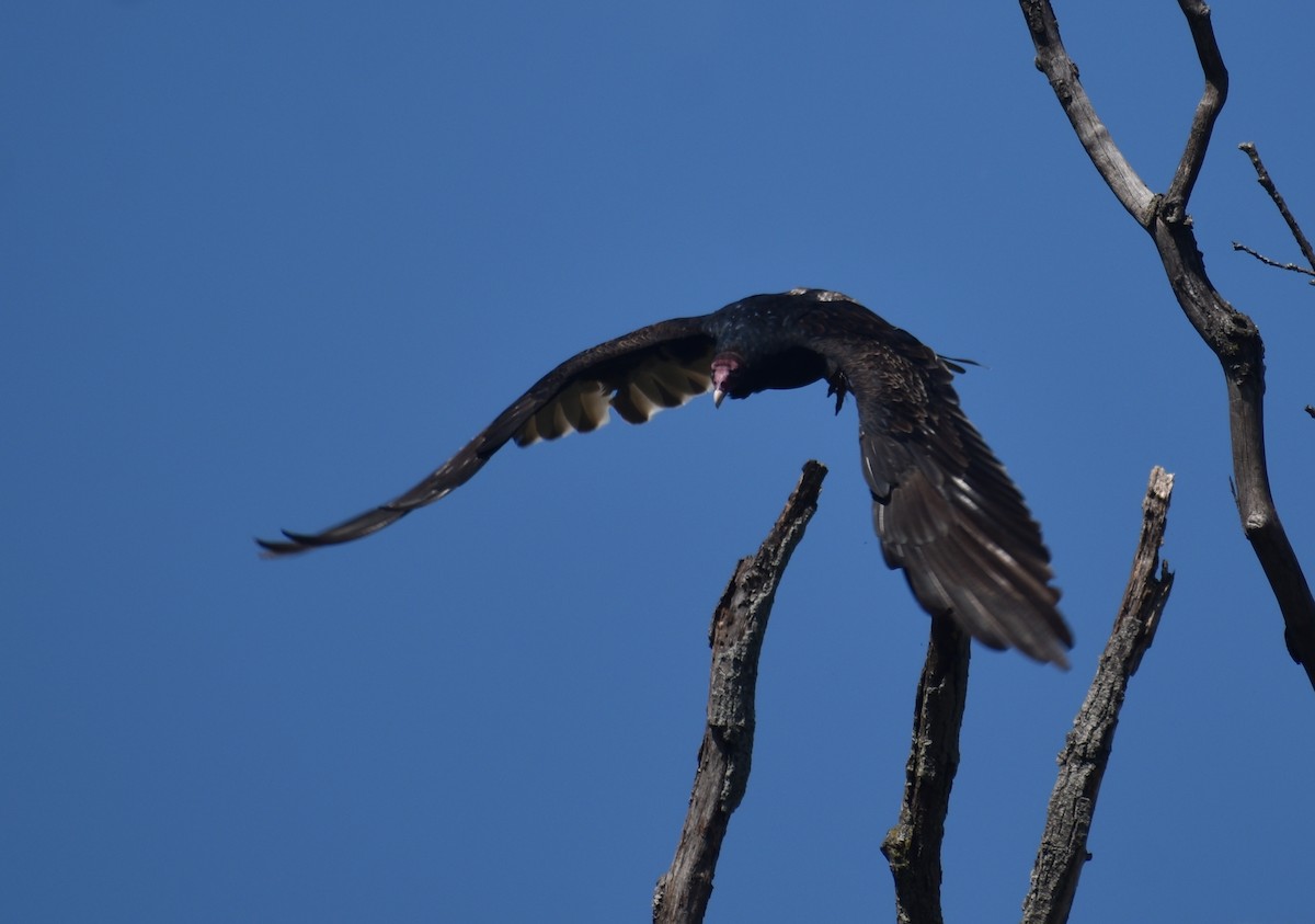 Turkey Vulture - ML642504224