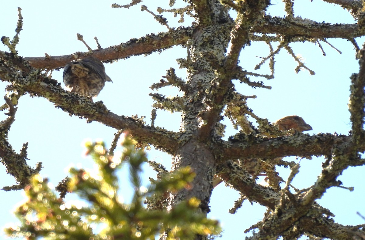 Red Crossbill (Northeastern or type 12) - ML642504226