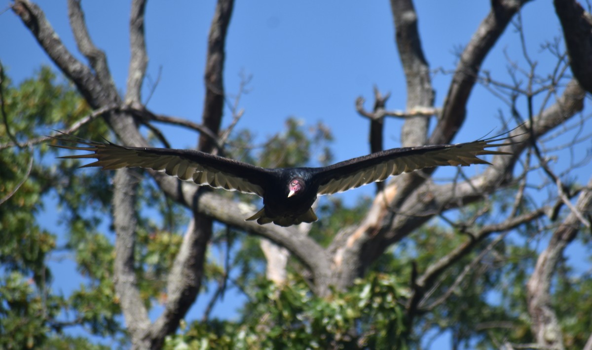 Turkey Vulture - ML642504227