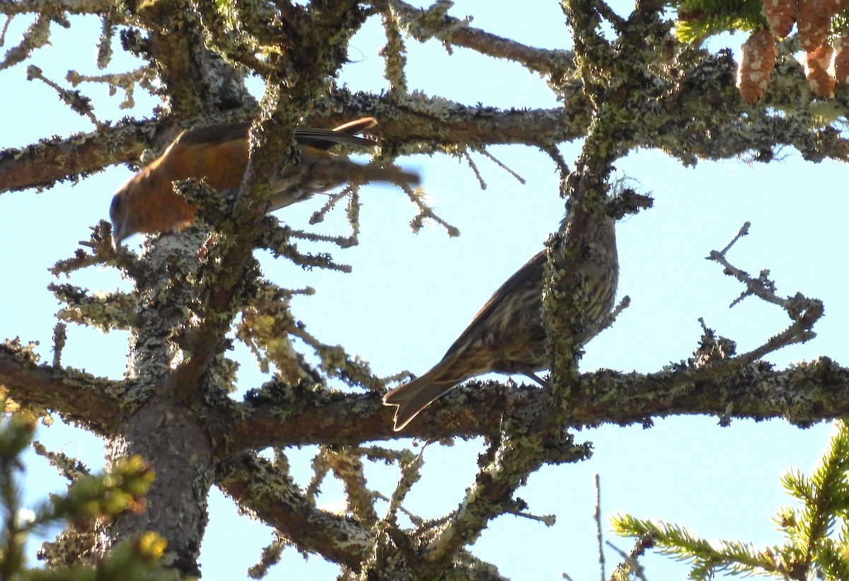 Red Crossbill (Northeastern or type 12) - ML642504228