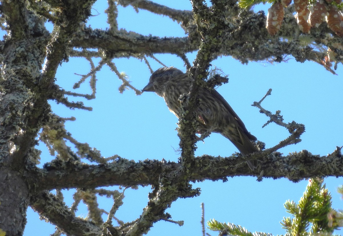 Red Crossbill (Northeastern or type 12) - ML642504229