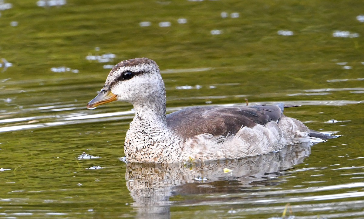 Cotton Pygmy-Goose - ML642504233