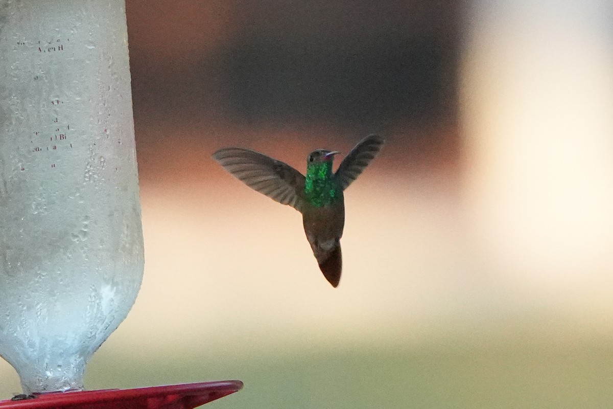 Buff-bellied Hummingbird - ML642504239