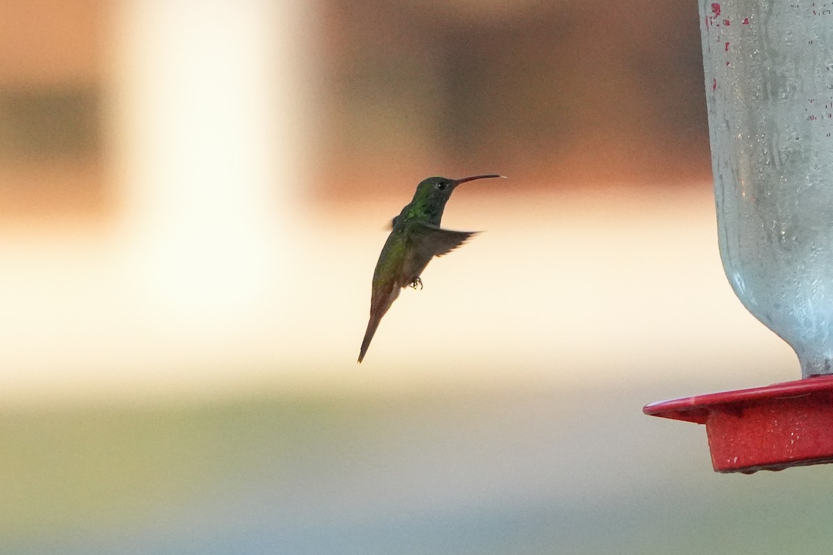 Buff-bellied Hummingbird - ML642504240