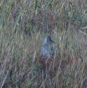 Hudsonian Godwit - ML642504252