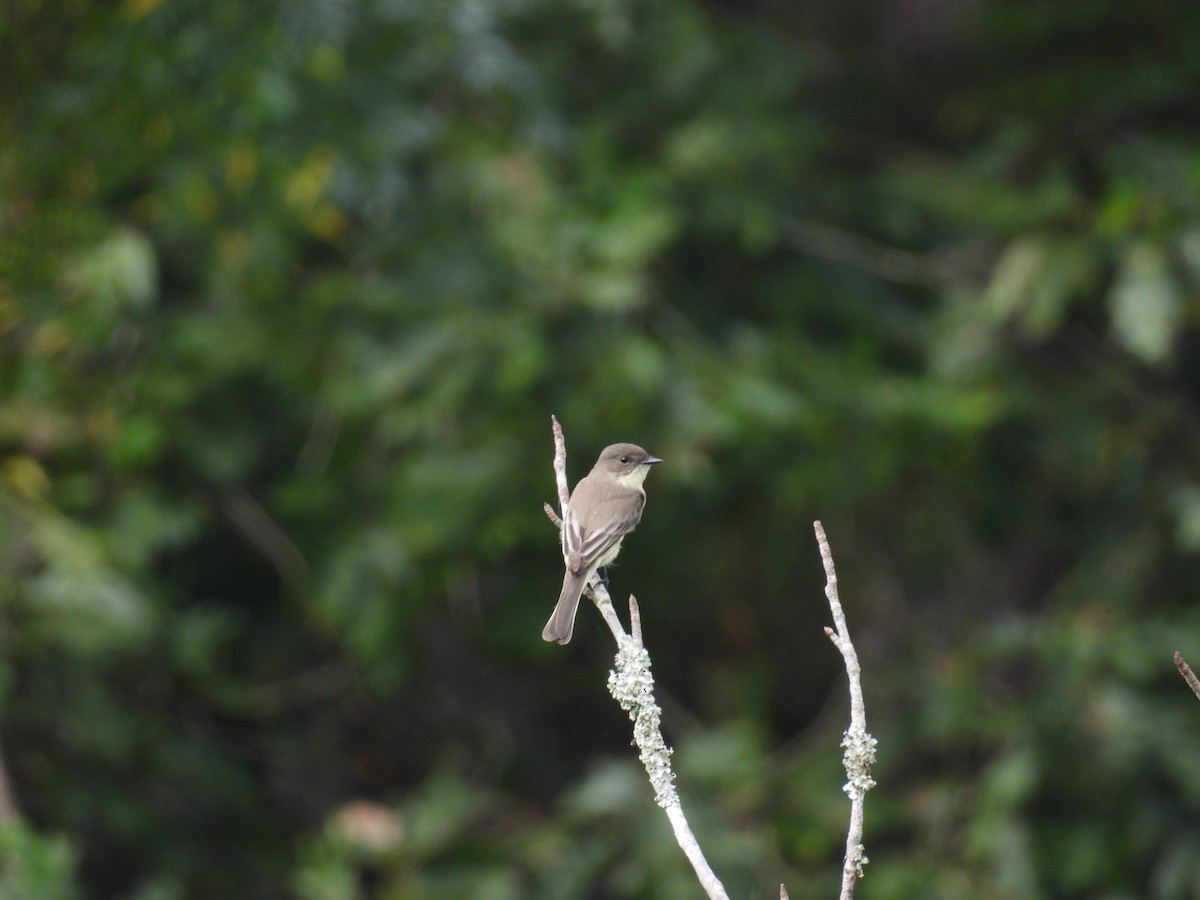 Eastern Phoebe - ML642504291
