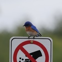 Eastern Bluebird - ML642504292