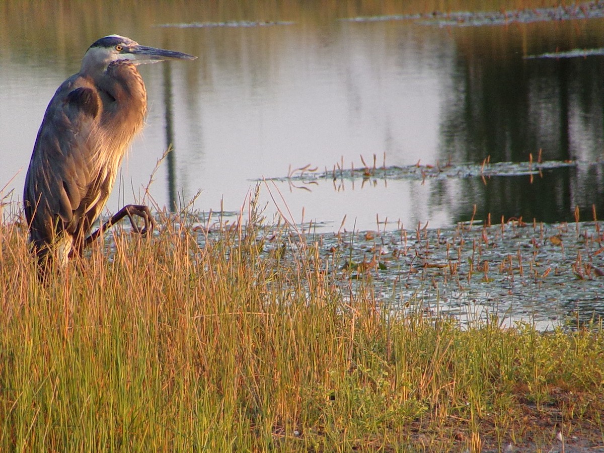 Great Blue Heron - ML642504293