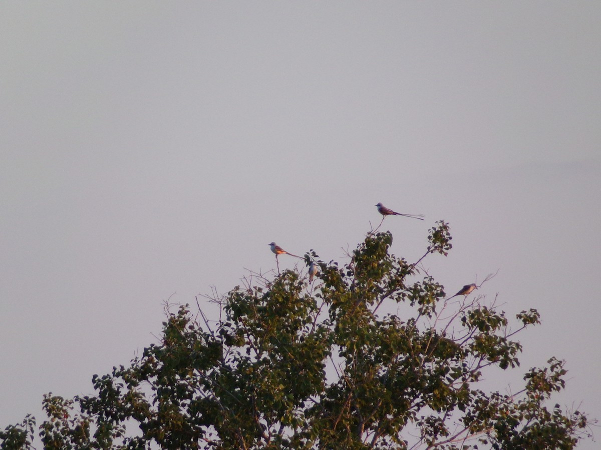 Scissor-tailed Flycatcher - ML642504300