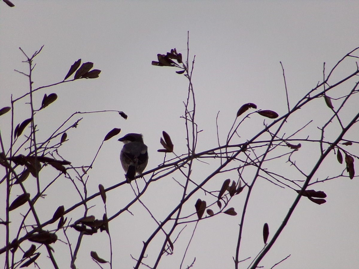 Loggerhead Shrike - ML642504310