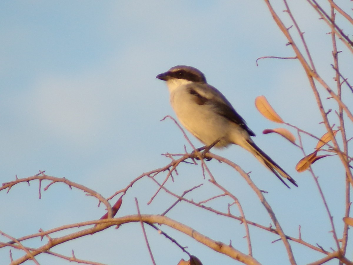 Loggerhead Shrike - ML642504312
