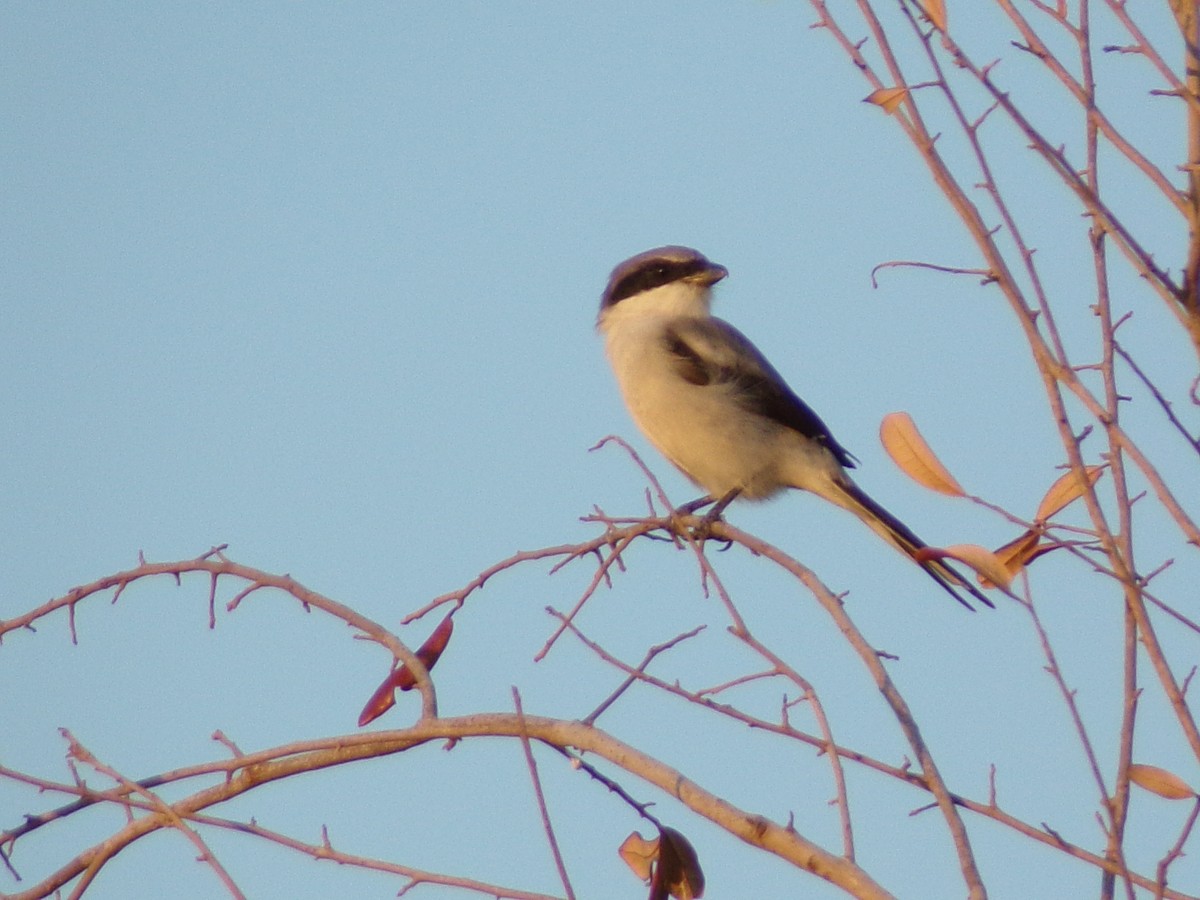 Loggerhead Shrike - ML642504314