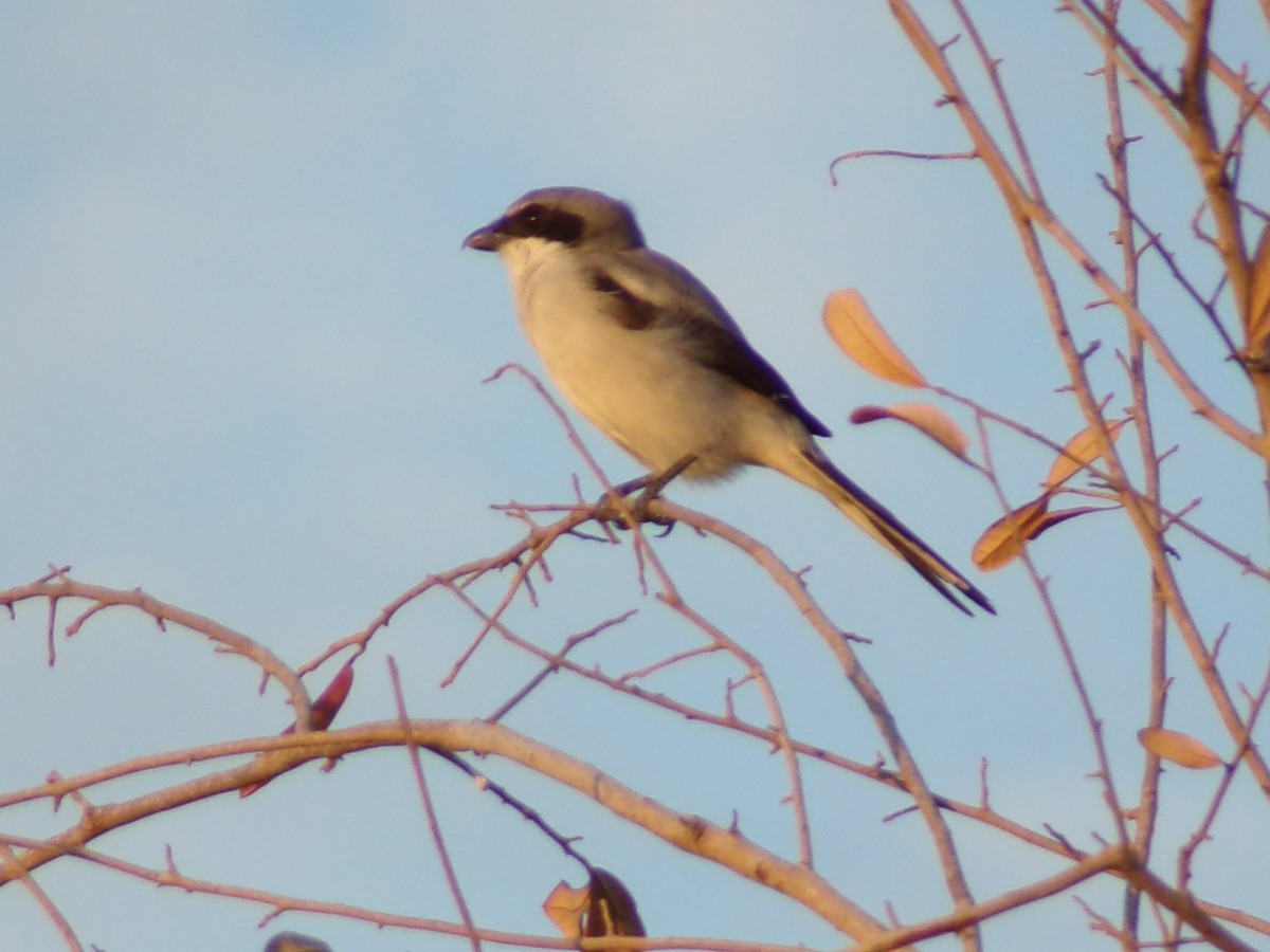 Loggerhead Shrike - ML642504315