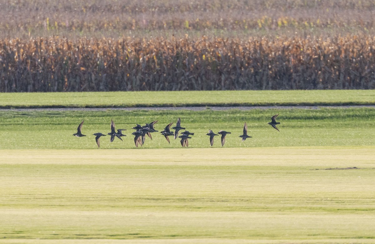 American Golden-Plover - ML642504316