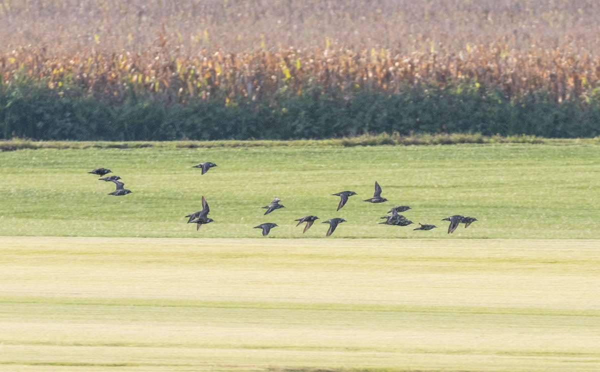 American Golden-Plover - ML642504317