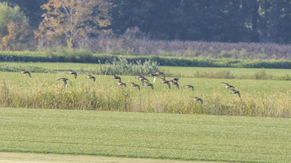 American Golden-Plover - ML642504318