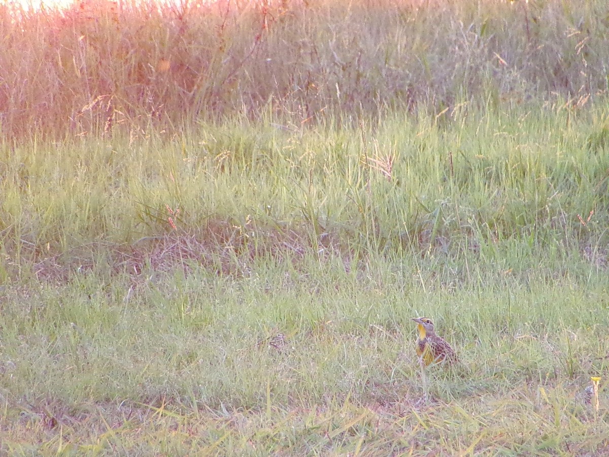 Eastern Meadowlark - ML642504322