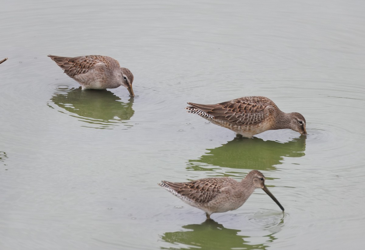 Short-billed/Long-billed Dowitcher - ML642504325