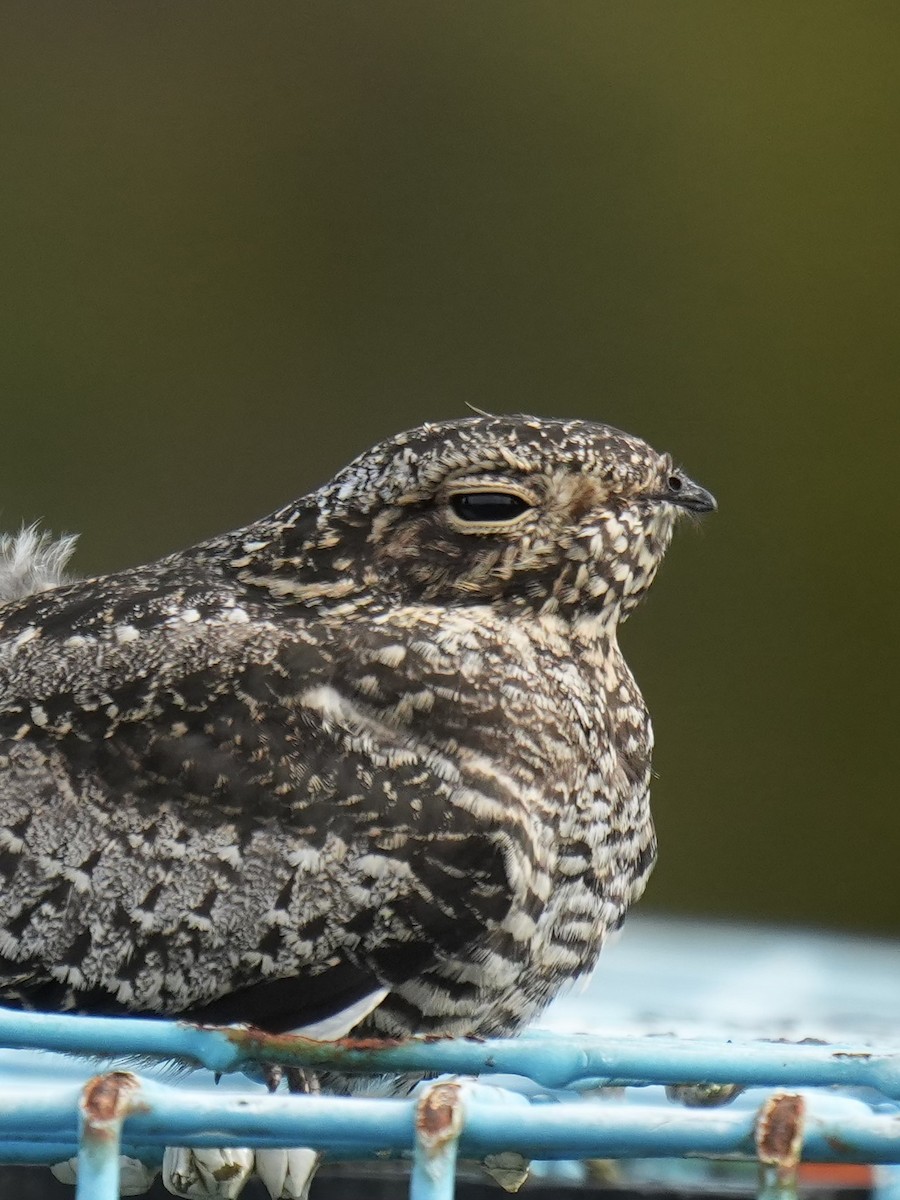 Common Nighthawk - ML642504351