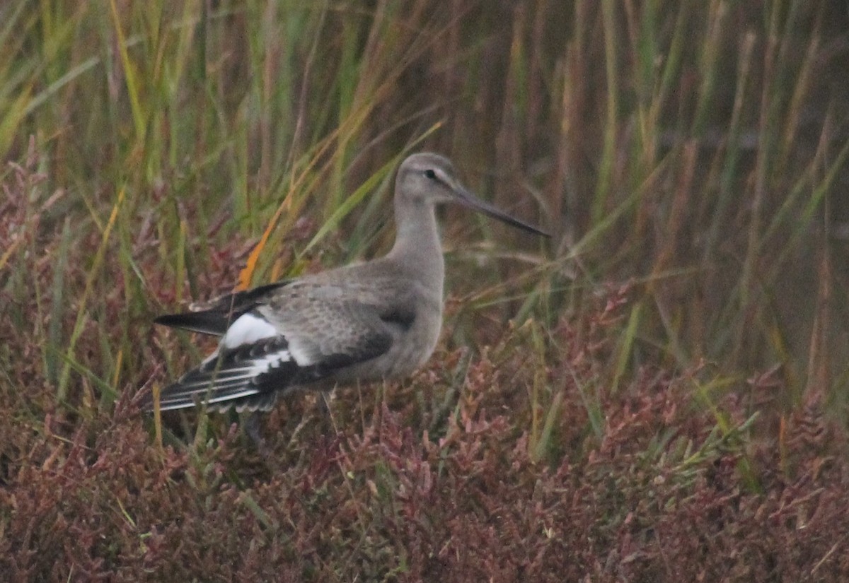 Hudsonian Godwit - ML642504371