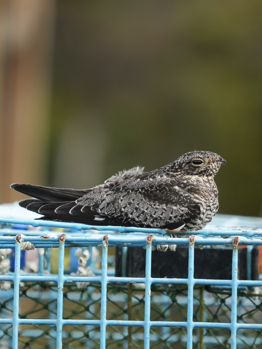 Common Nighthawk - ML642504374