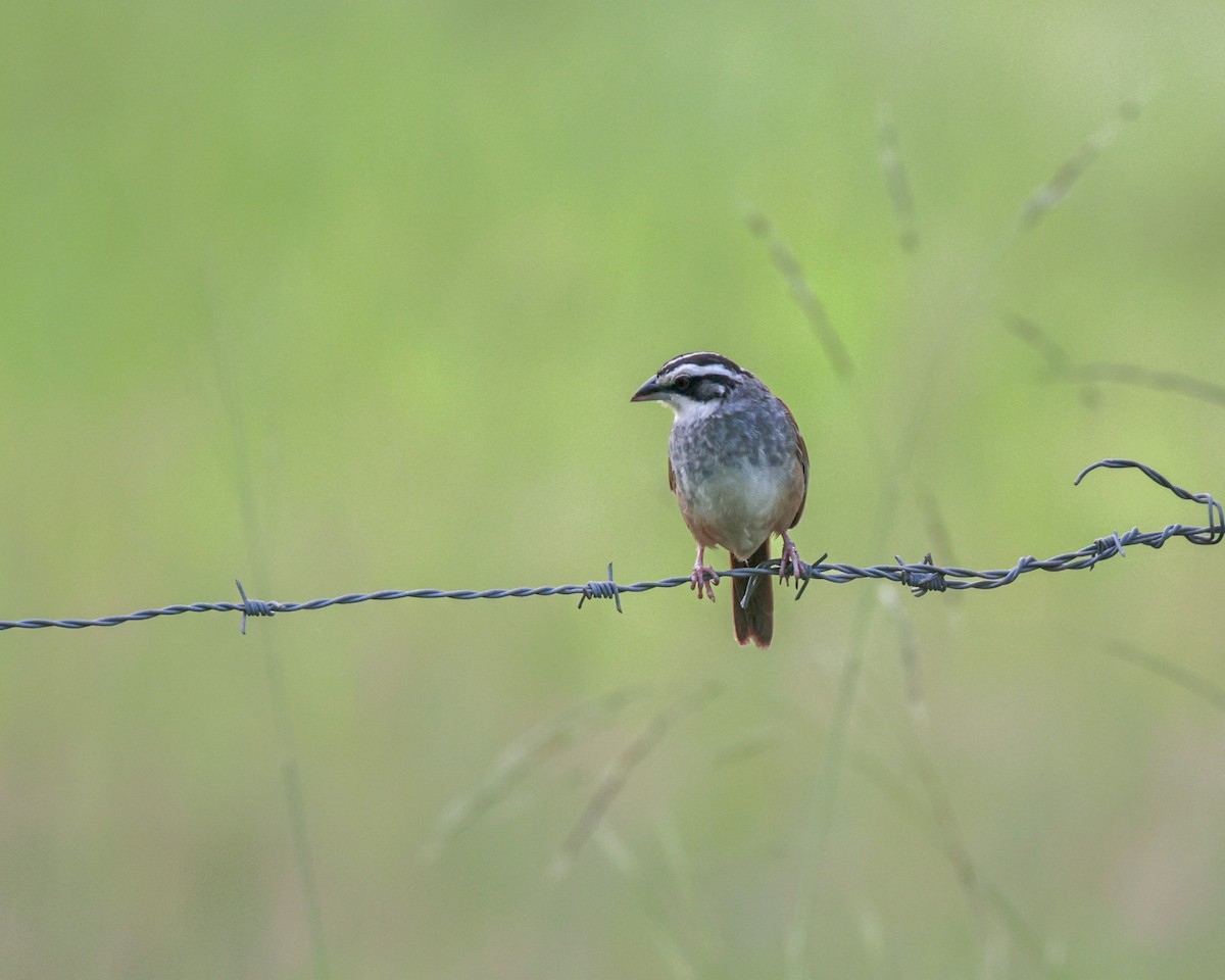 Stripe-headed Sparrow - ML642504382