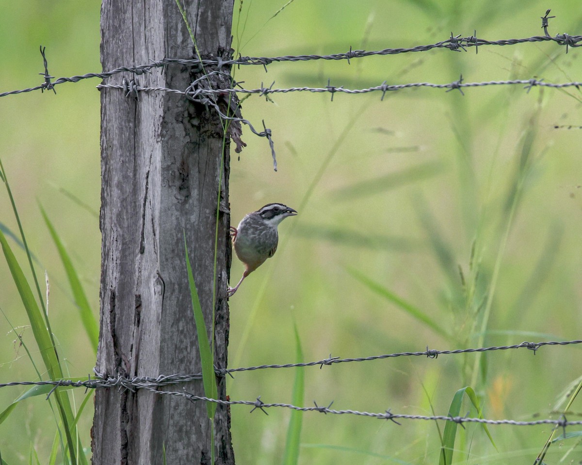 Stripe-headed Sparrow - ML642504383