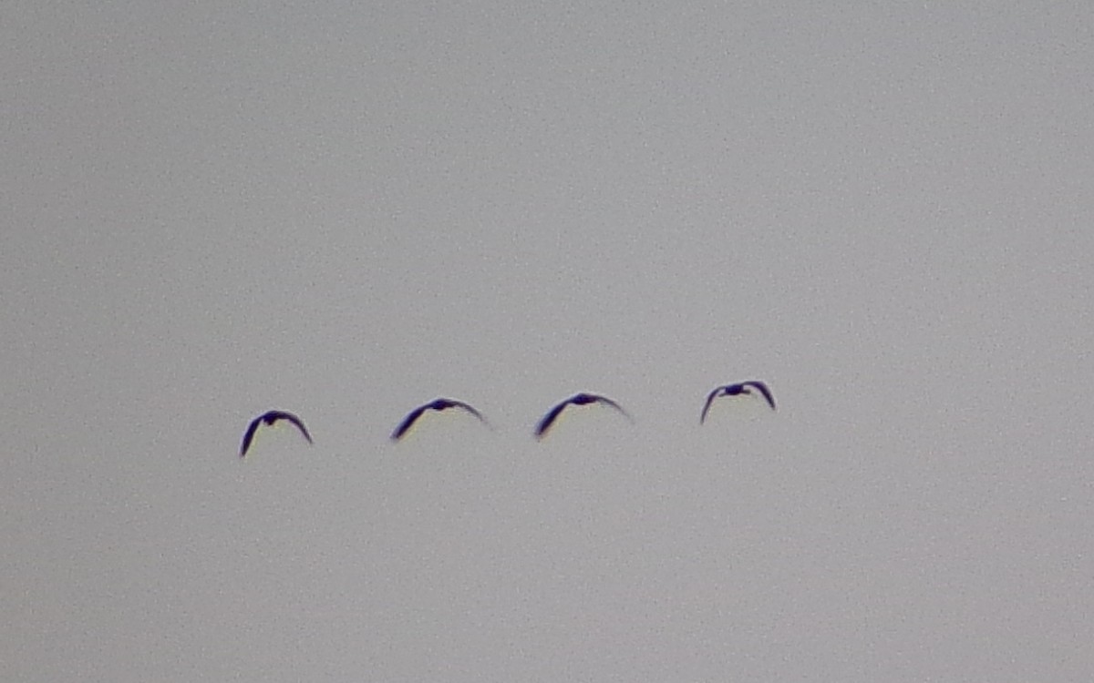 White-faced Ibis - ML642504393