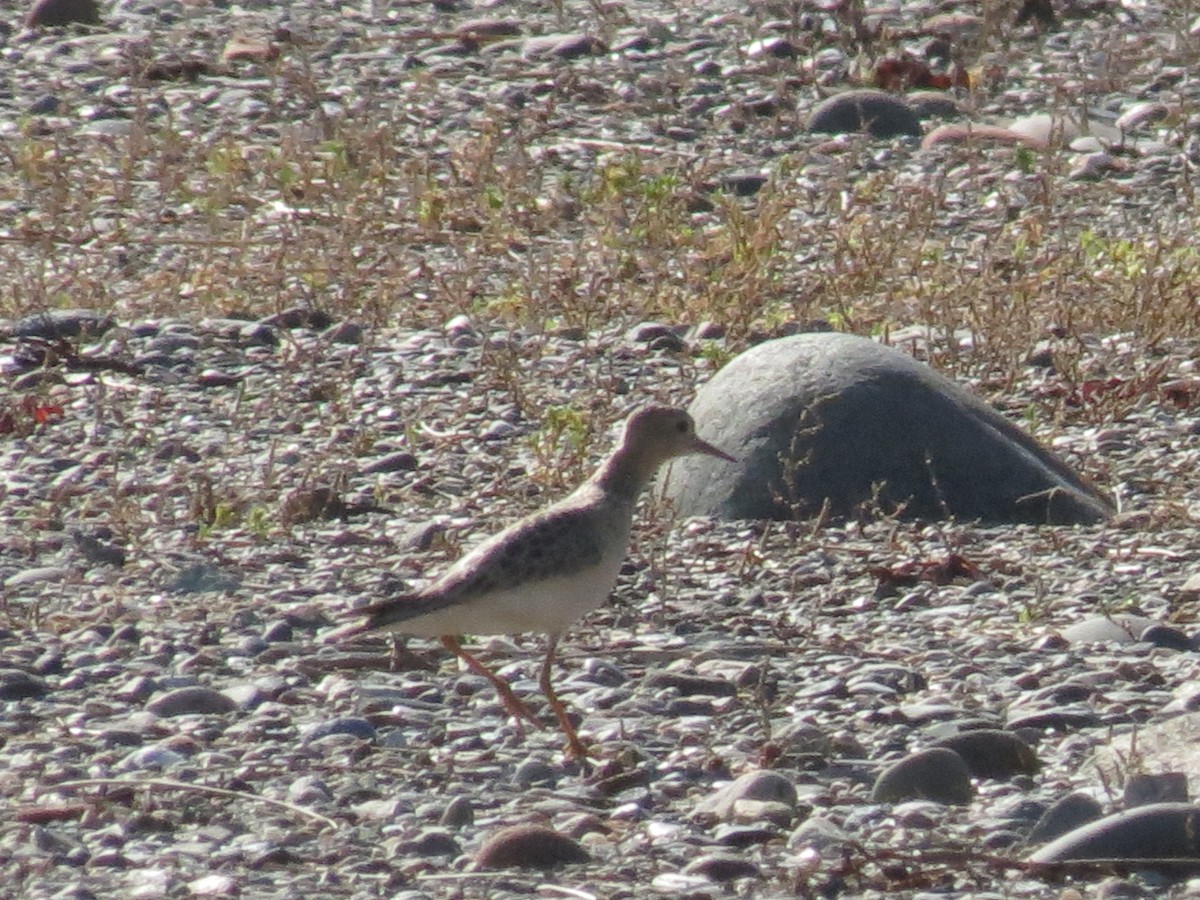Buff-breasted Sandpiper - ML642504408