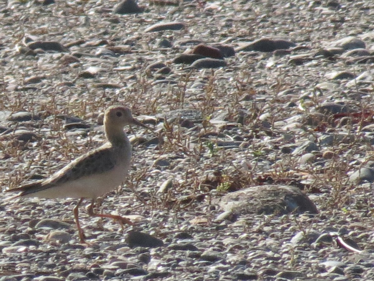 Buff-breasted Sandpiper - ML642504409