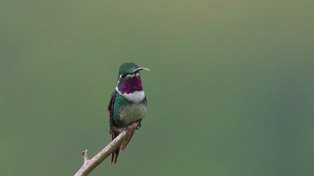 White-bellied Woodstar - ML642504414