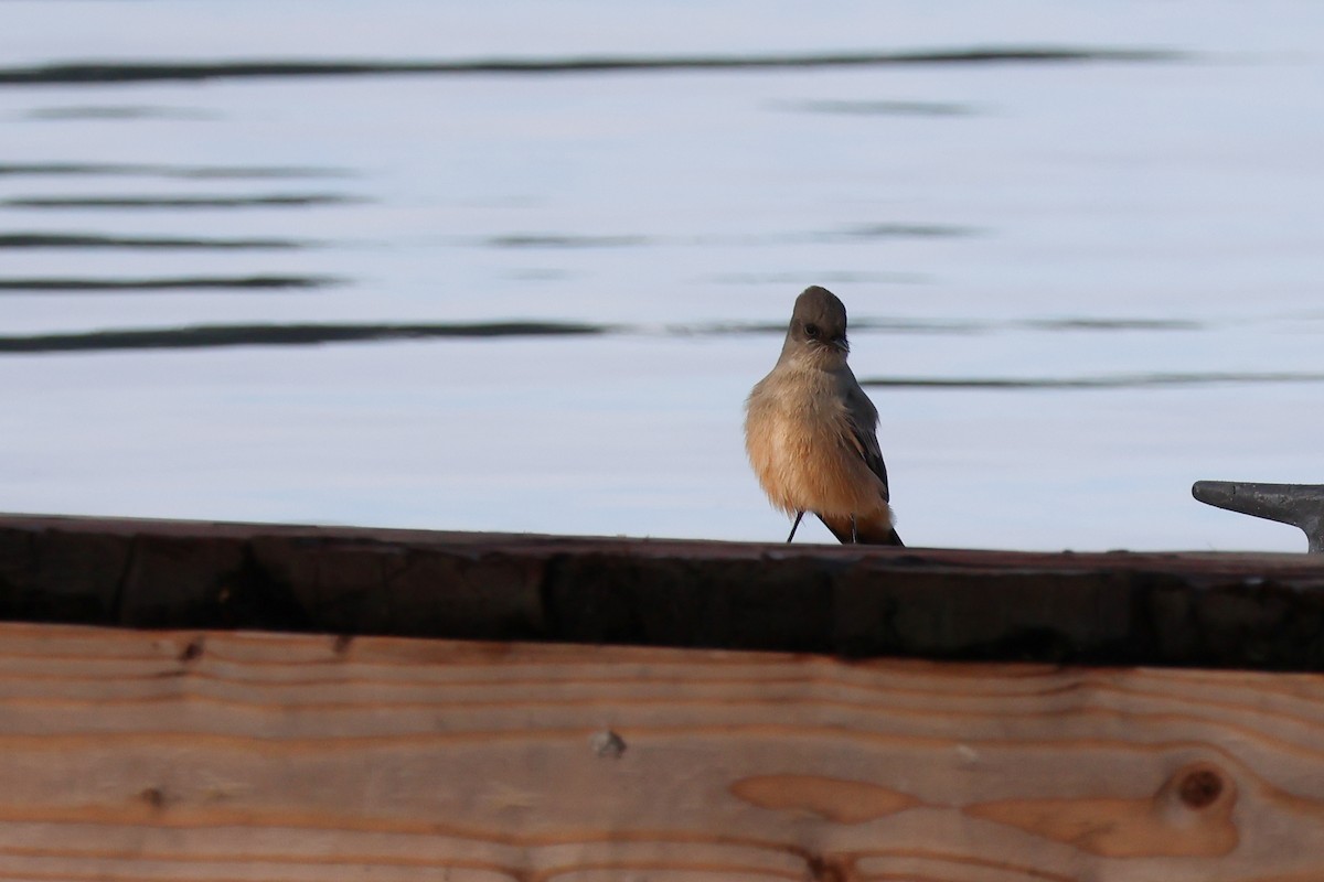 Say's Phoebe - ML642504435