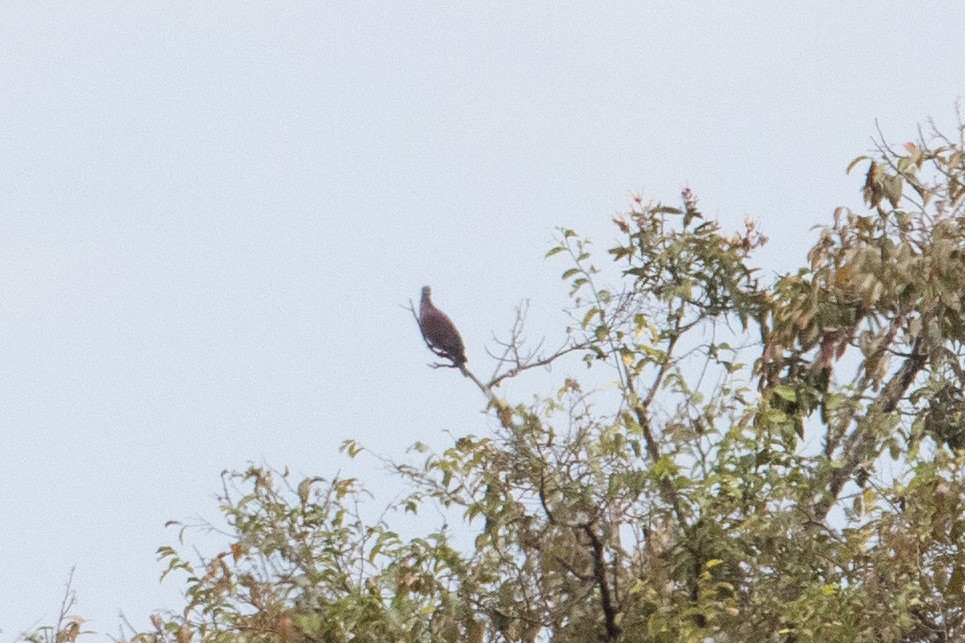 Pale-vented Pigeon - ML642504441