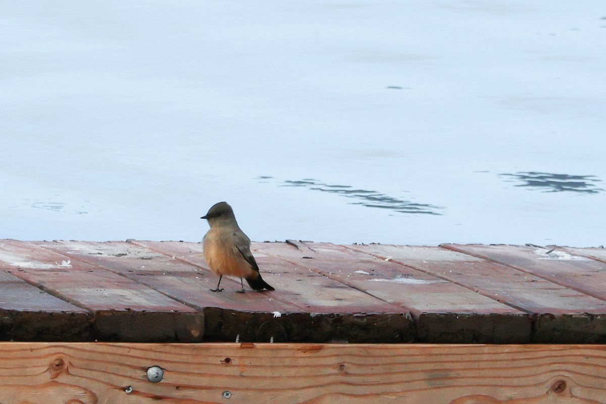 Say's Phoebe - ML642504451
