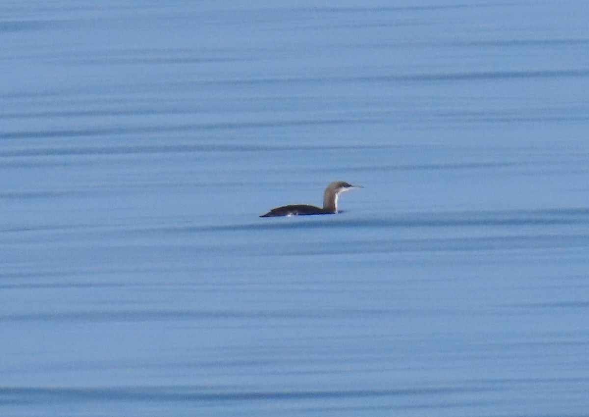 Pacific Loon - ML642504472