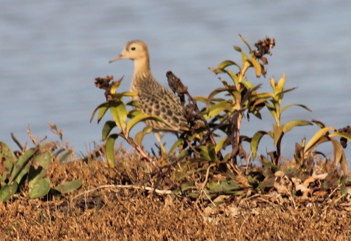 Buff-breasted Sandpiper - ML642504476