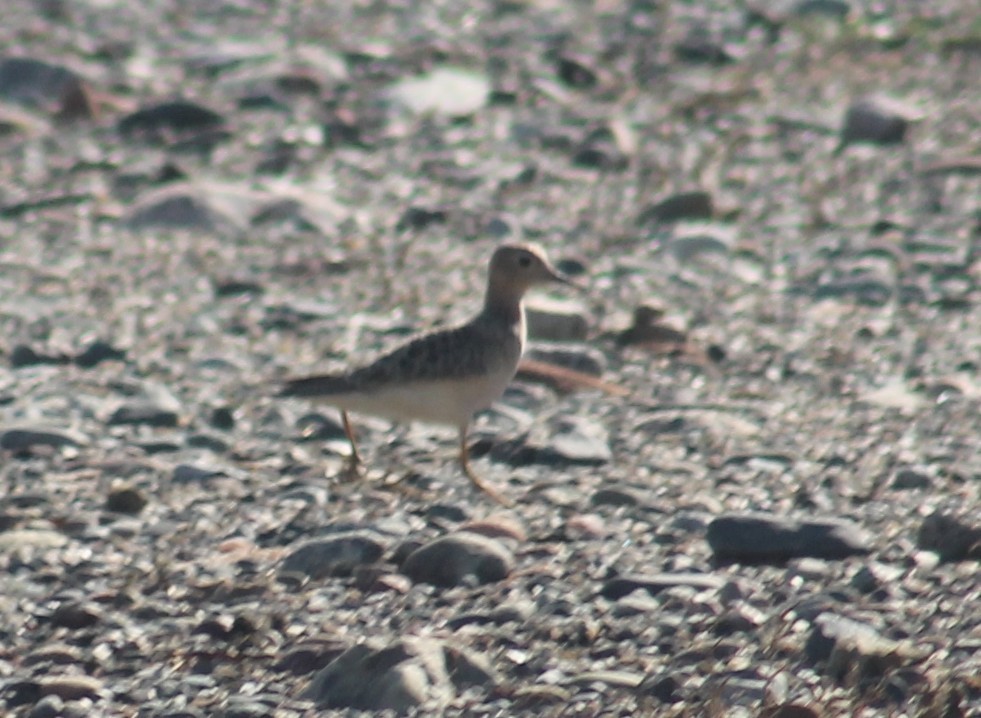 Buff-breasted Sandpiper - ML642504491