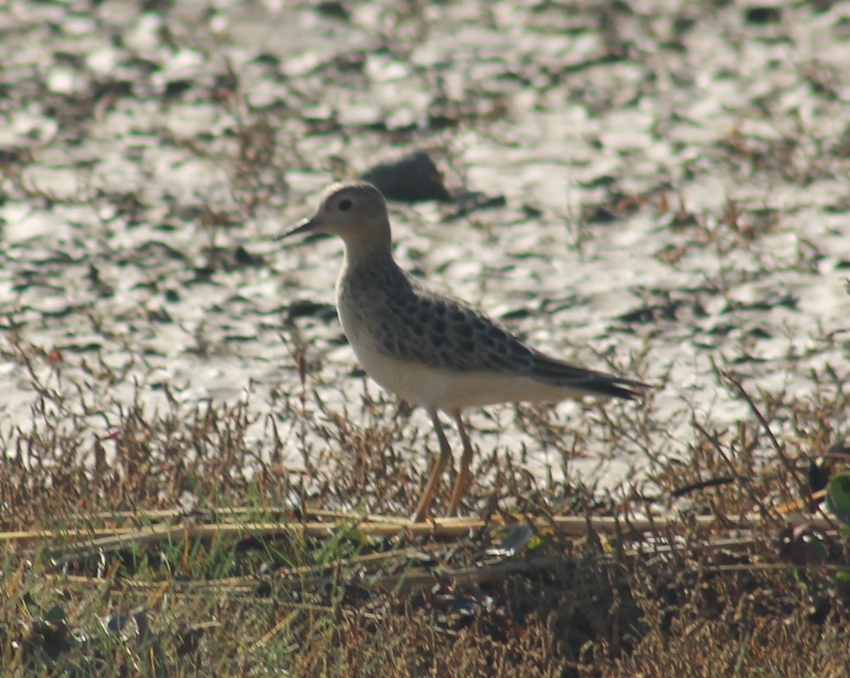Buff-breasted Sandpiper - ML642504509