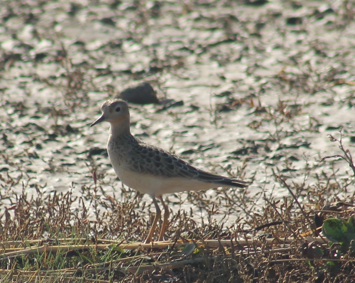 Buff-breasted Sandpiper - ML642504510
