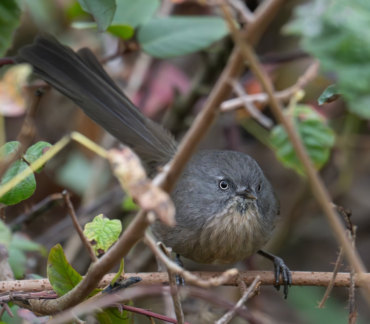 Wrentit - ML642504533
