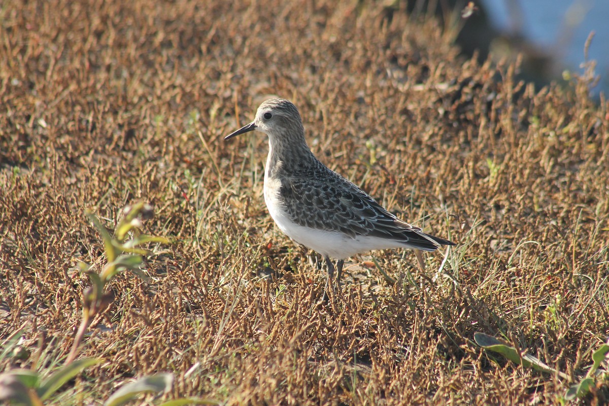 Baird's Sandpiper - ML642504557