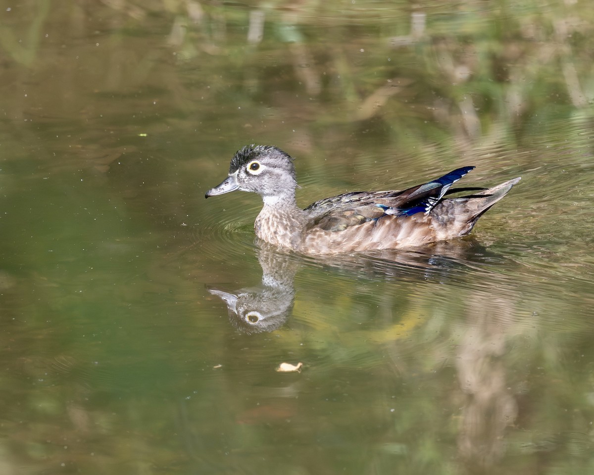 Wood Duck - ML642504561