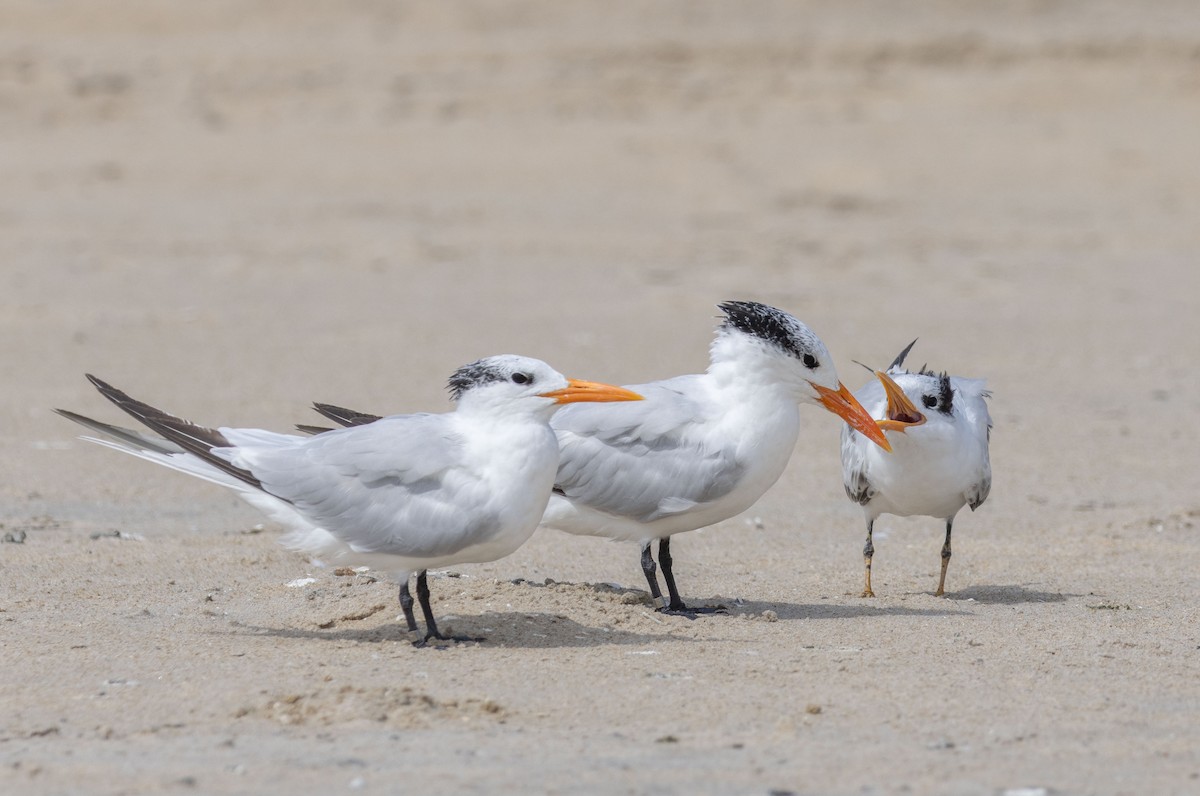Royal Tern - ML642504563