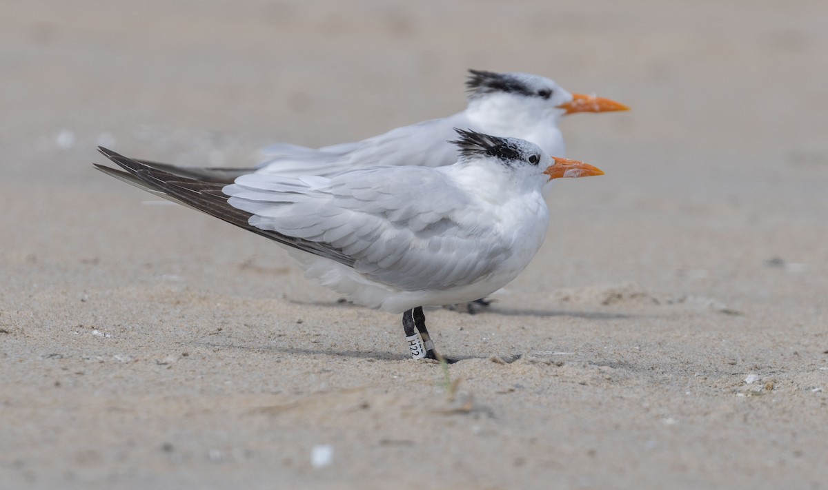 Royal Tern - ML642504564