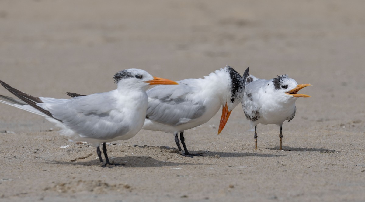 Royal Tern - ML642504565